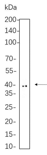 Anti-Human/Mouse/Rat Doublecortin Antibody [B1063]