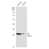 Western blot detection of XBP1 in HL-60,U2OS cell lysates using XBP1 Rabbit mAb(1:1000 diluted).Predicted band size:29kDa.Observed band size:29kDa.