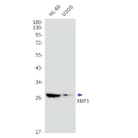 Western blot detection of XBP1 in HL-60,U2OS cell lysates using XBP1 Rabbit mAb(1:1000 diluted).Predicted band size:29kDa.Observed band size:29kDa.