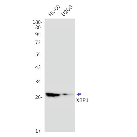 Western blot detection of XBP1 in HL-60,U2OS cell lysates using XBP1 Rabbit mAb(1:1000 diluted).Predicted band size:29kDa.Observed band size:29kDa.