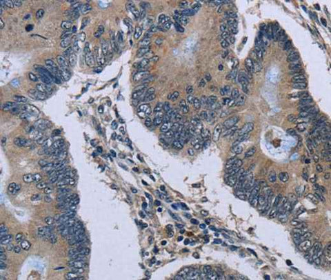 Anti-Human/Mouse/Rat Connexin 47 Antibody