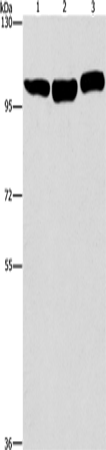Anti-Human/Mouse/Rat DNM2 Antibody - ABMIUM