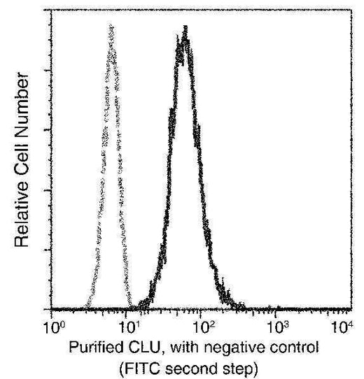 Anti-Human CLU Antibody [A868] - ABMIUM
