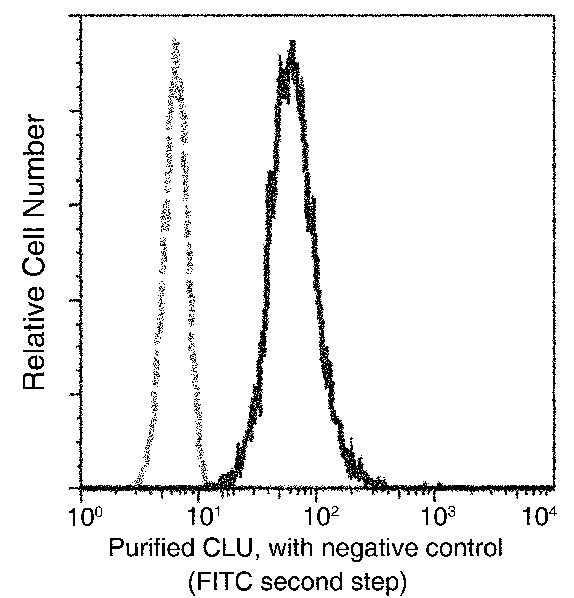 Anti-Human CLU Antibody [A868] - ABMIUM