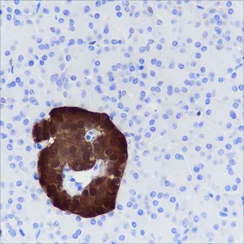 Anti-Human/Rat/Mouse SCGN Antibody [A357] - ABMIUM