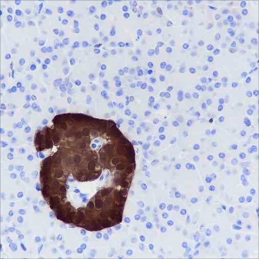 Anti-Human/Rat/Mouse SCGN Antibody [A357] - ABMIUM