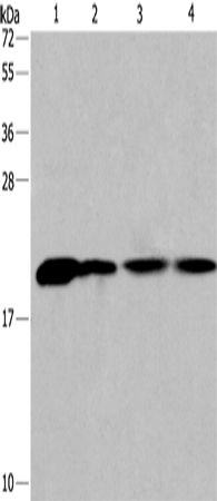 Anti-Human/Mouse/Rat PPIB Antibody - ABMIUM