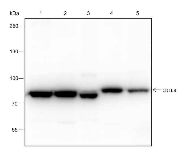 Anti-Human/Rat/Mouse/African green monkey CD168 Antibody [A160]