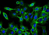 Anti-Human EGFR Antibody [A1118]