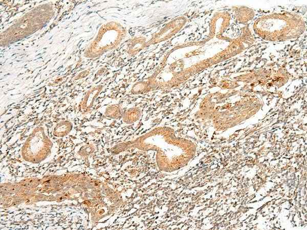 Anti-Human HLA-G Antibody