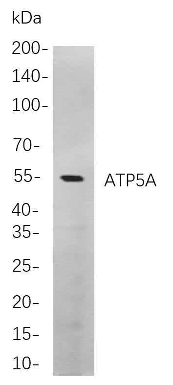 Anti-Human/Mouse/Rat ATP5A Antibody [B814] - ABMIUM