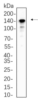 Anti-Human/Mouse/Rat CD163 Antibody [B543]