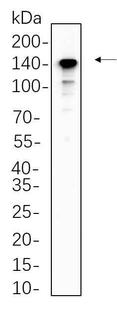 Anti-Human/Mouse/Rat CD163 Antibody [B543] - ABMIUM