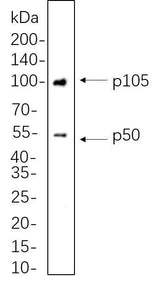 Anti-Human/Mouse/Rat/Pig NF-κB1 p105/p50 Antibody [B1129]