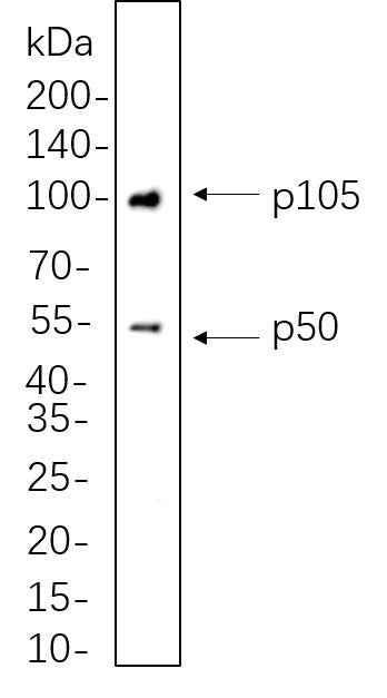 Anti-Human/Mouse/Rat/Pig NF-κB1 p105/p50 Antibody [B1129] - ABMIUM