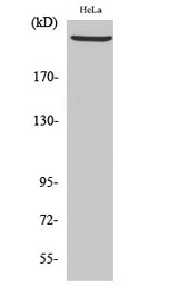 Western Blot analysis of Hela cells using PRKDC Polyclonal Antibody at dilution of 1:2000.