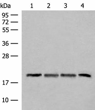 Western blot analysis of TM4 HEPG2 and A549 cell Mouse liver tissue lysates using SEC11A Polyclonal Antibody at dilution of 1:300