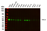 Anti-Human/Mouse/Rat TGF β1 Antibody [B888]