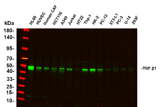 Anti-Human/Mouse/Rat TGF β1 Antibody [B888] - ABMIUM
