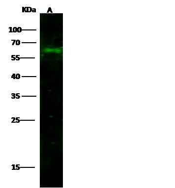 Anti-Mouse CD14 Antibody [B385] - ABMIUM