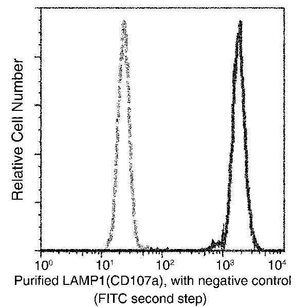 Anti-Human LAMP1 Antibody [A1167] - ABMIUM