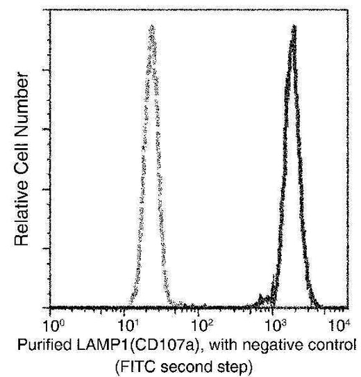 Anti-Human LAMP1 Antibody [A1167] - ABMIUM