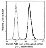 Anti-Human ALDH7A1 Antibody [A1179] - ABMIUM