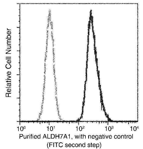 Anti-Human ALDH7A1 Antibody [A1179] - ABMIUM