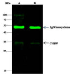 Anti-Mouse C1QBP Antibody [B422]
