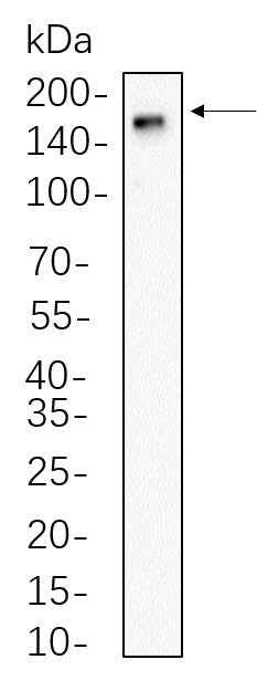 Anti-Human/Mouse/Rat CD11b Antibody [B740] - ABMIUM