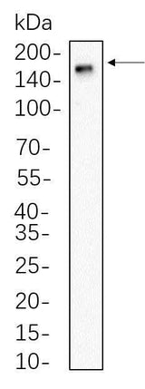 Anti-Human/Mouse/Rat CD11b Antibody [B740]