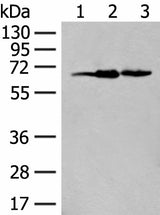 Western blot analysis of 293T cell lysates using EXOSC9 Polyclonal Antibody at dilution of 1:400
