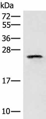 Western blot analysis of HT29 cell lysate using EIF3K Polyclonal Antibody at dilution of 1:400