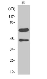 Western Blot analysis of 293 cells with Cleaved-CASP8 (D384) Polyclonal Antibody