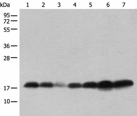 Western Blot analysis of Human testis，Mouse brain，Mouse heart，PC-3 cell,231 cell，Raji and Jurkat cell lysates Mouse lung and Rat spleen using BUD31 Polyclonal Antibody at dilution of 1:800.