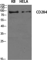 Western Blot analysis of KB, Hela cells using CD284 Polyclonal Antibody at dilution of 1:1000.