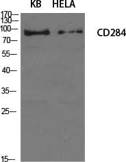 Western Blot analysis of KB, Hela cells using CD284 Polyclonal Antibody at dilution of 1:1000.