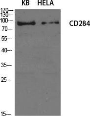 Western Blot analysis of KB, Hela cells using CD284 Polyclonal Antibody at dilution of 1:1000.