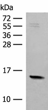 Western blot analysis of Mouse Pancreas tissue lysate using RPS12 Polyclonal Antibody at dilution of 1:500