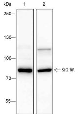 Anti-Mouse SIGIRR Antibody [A360]