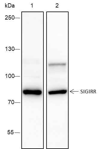 Anti-Mouse SIGIRR Antibody [A360]