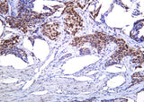 Anti-Human/Mouse/Rat Histone H4 Antibody [B1040]