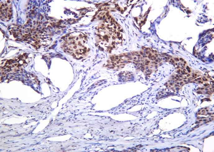 Anti-Human/Mouse/Rat Histone H4 Antibody [B1040]