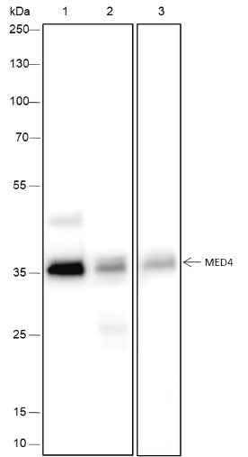 Anti-Human/Rat/Mouse MED4 Antibody [A426] - ABMIUM