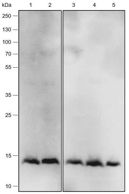 Anti-Human/Mouse IL-4 Antibody [A554] - ABMIUM