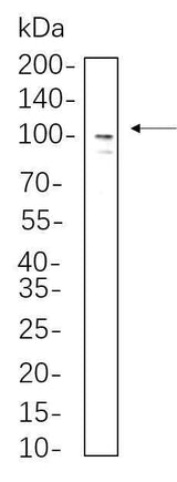 Anti-Human/Mouse/Rat Sodium Potassium ATPase Antibody [B545]