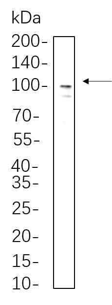 Anti-Human/Mouse/Rat Sodium Potassium ATPase Antibody [B545] - ABMIUM
