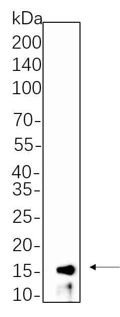 Anti-Human/Mouse/Rat Histone H3 Antibody [B580] - ABMIUM