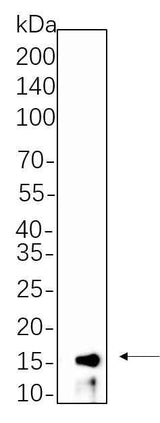 Anti-Human/Mouse/Rat Histone H3 Antibody [B580]