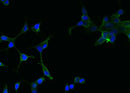 Anti-Human FOLH1 Antibody [A909] - ABMIUM
